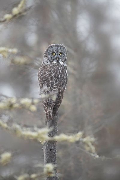 Minnesota-Sax-Zim Bog Great gray owl on tree branch on foggy winter morning